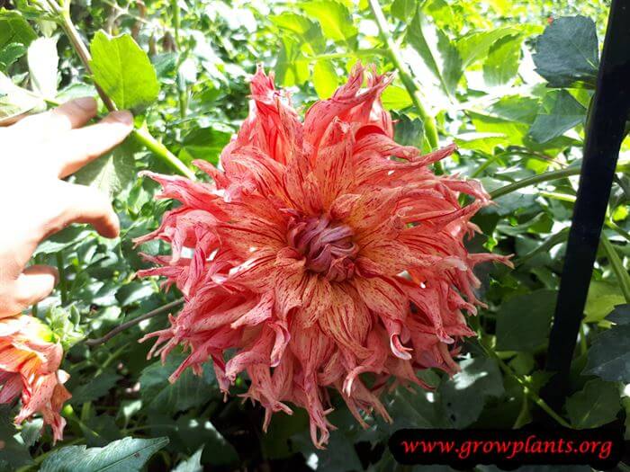 Dahlia cebu flower