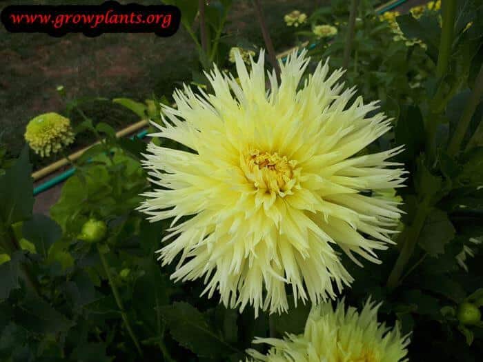 Dahlia garry ryan flower