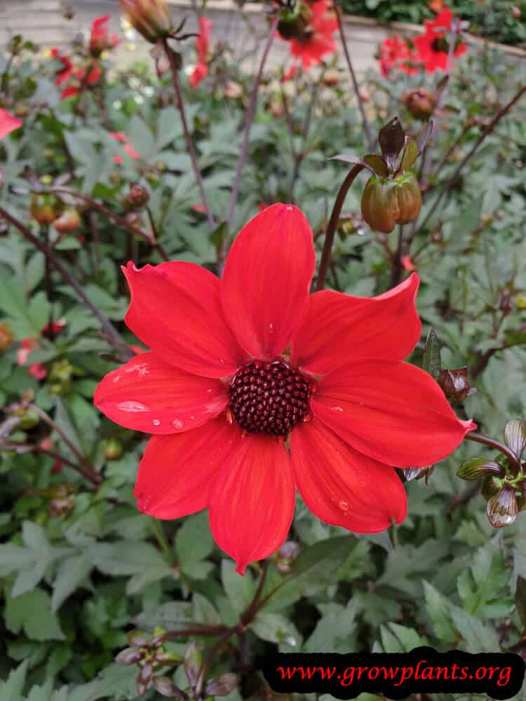 Dahlia pampa flower