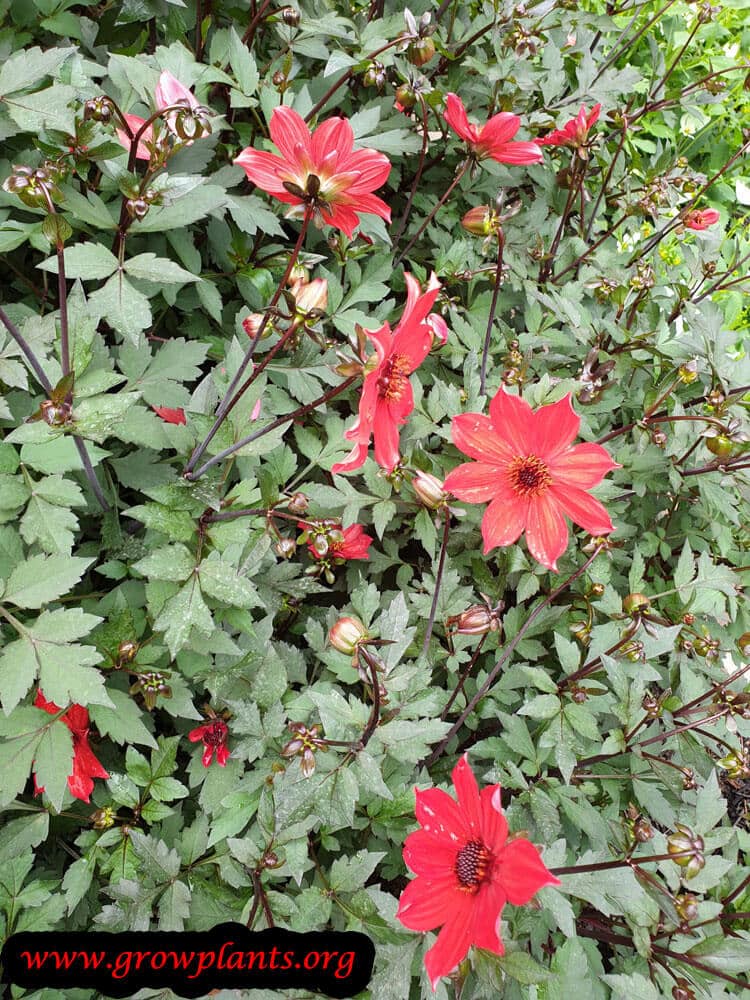 Dahlia pampa blooming season