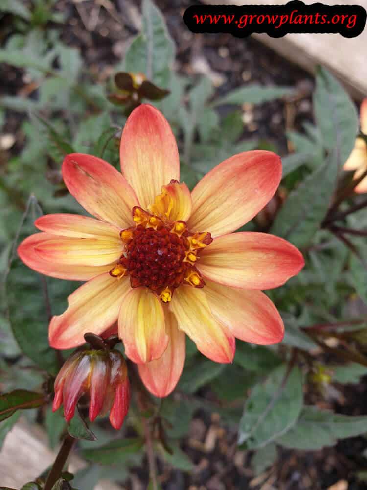 Dahlia star wars flower