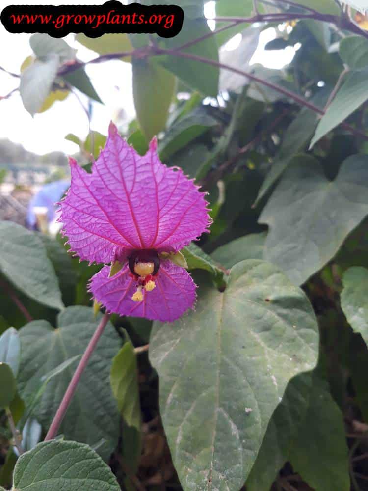 Dalechampia dioscoreifolia flower