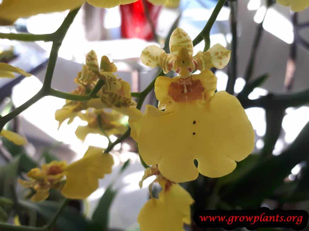 Dancing lady orchid yellow flower