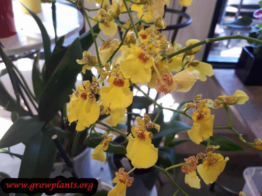 Dancing lady orchid blooming
