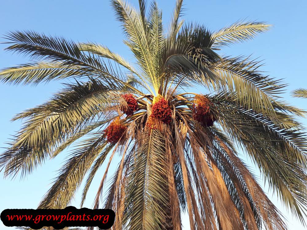Date palm tree harvest season