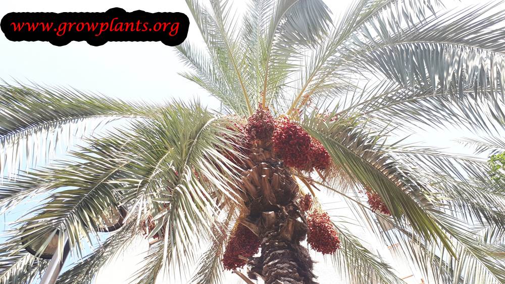 Date palm tree fruit season