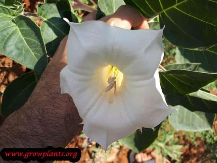 Datura innoxia flower
