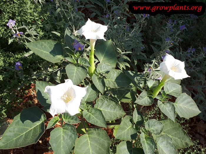 Growing Datura innoxia plant