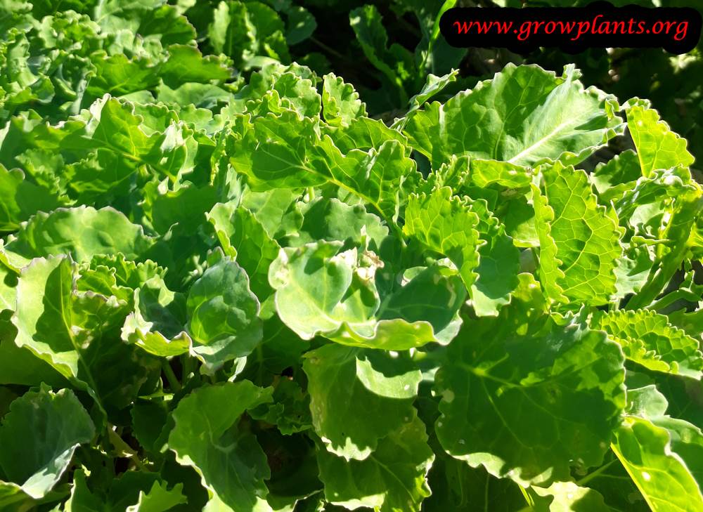 Daubenton Kale plant care