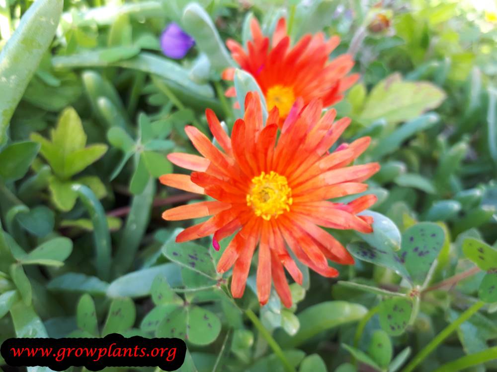 Delosperma cooperi orange flower