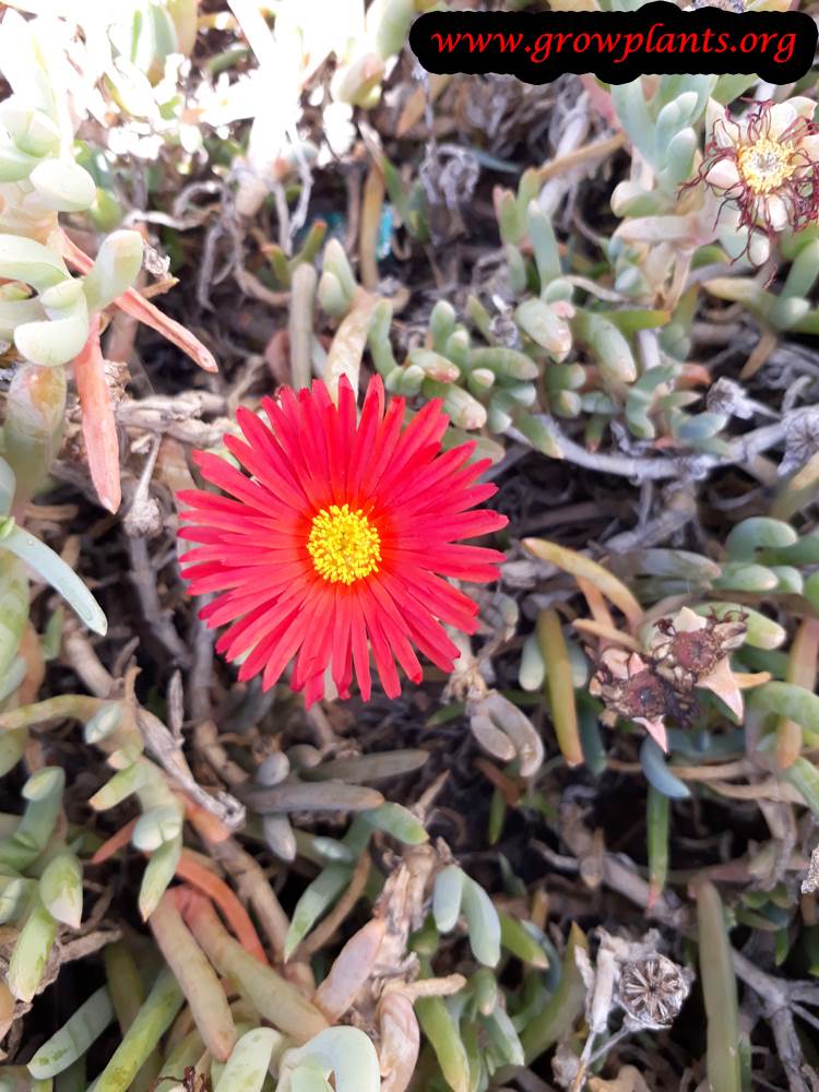 Delosperma cooperi red flower