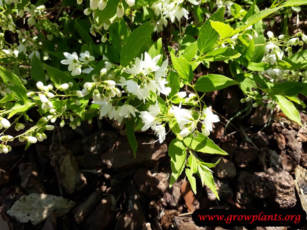 Deutzia gracilis flowers