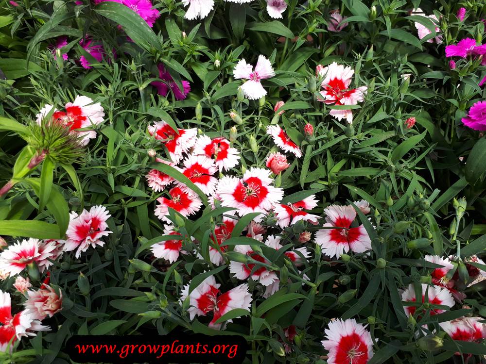 Dianthus chinensis flowers bloom