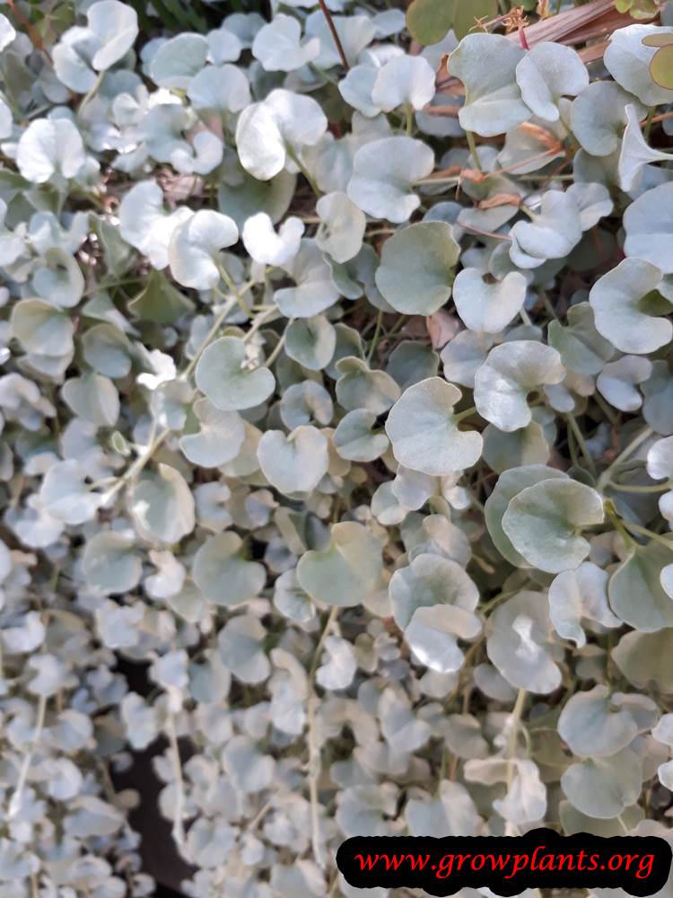 Dichondra argentea plant care