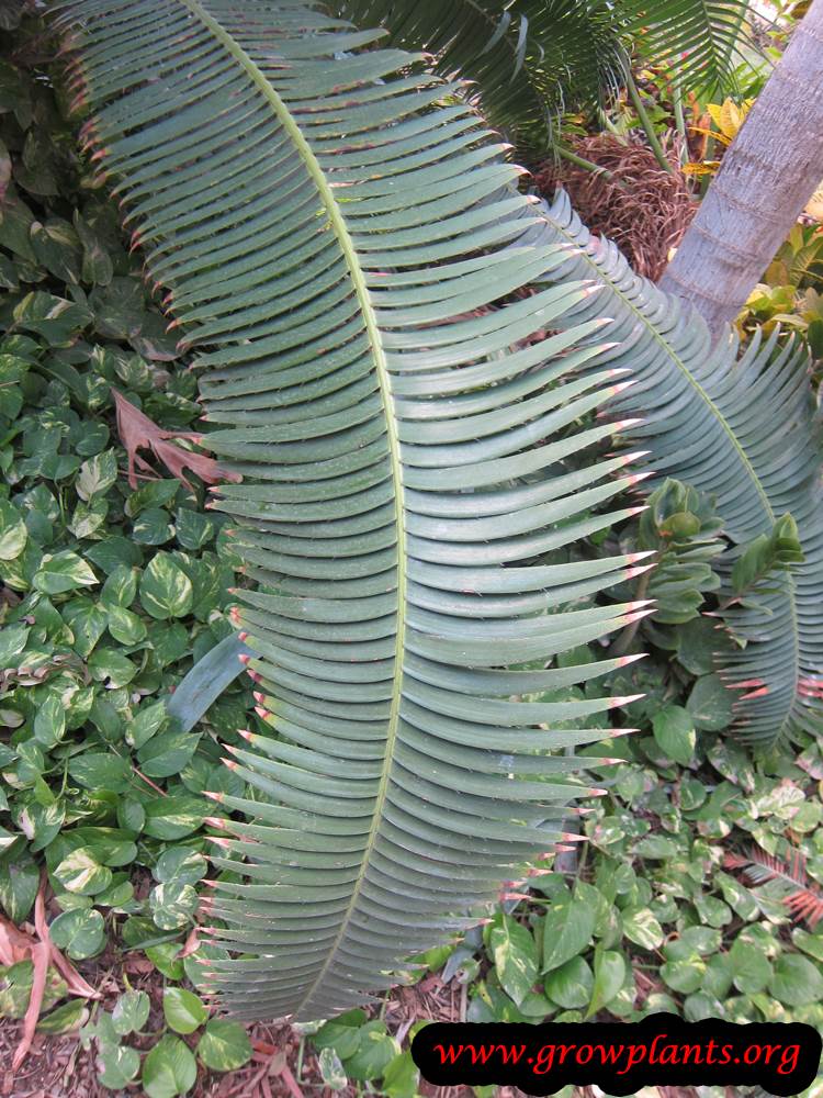 Dioon spinulosum leaves