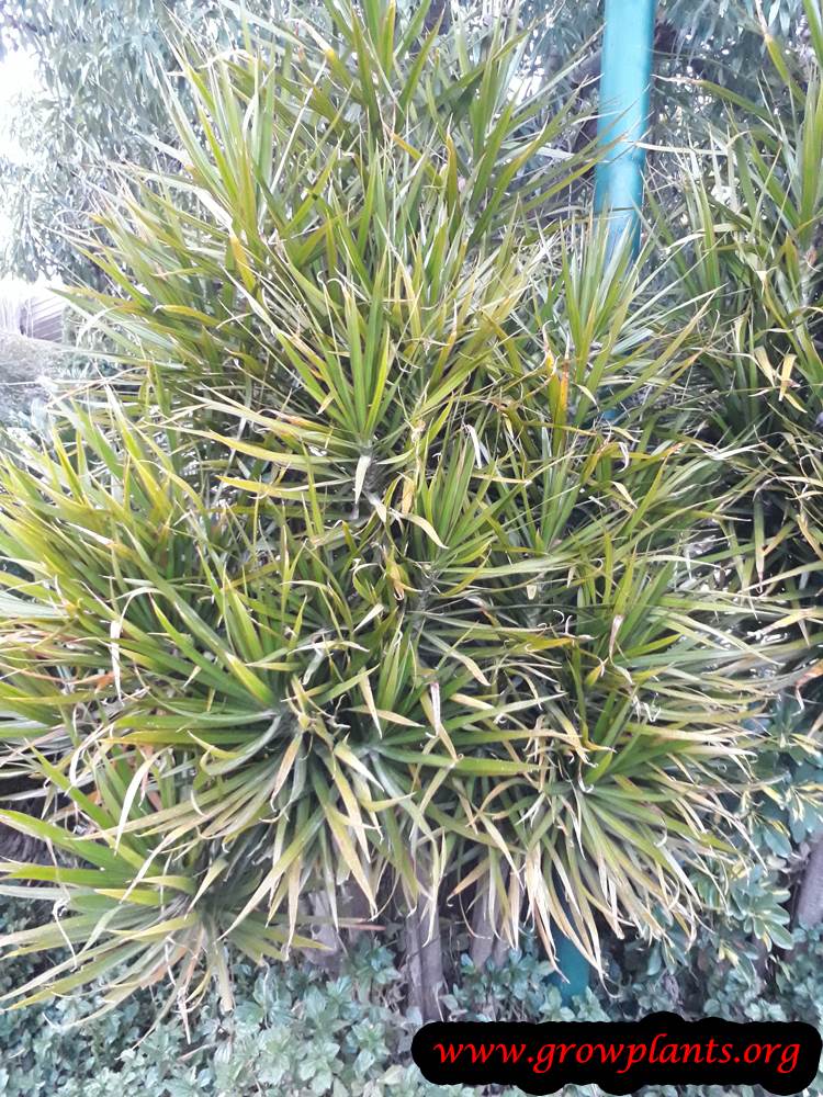 Dracaena marginata plant care