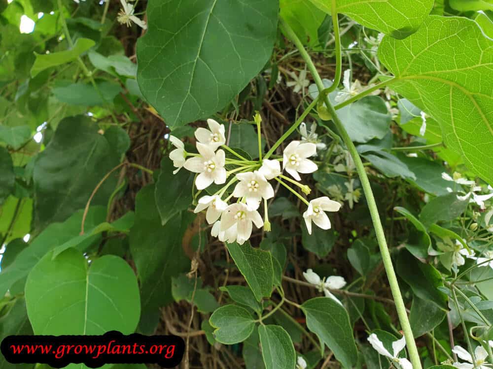 Dregea sinensis blooming season