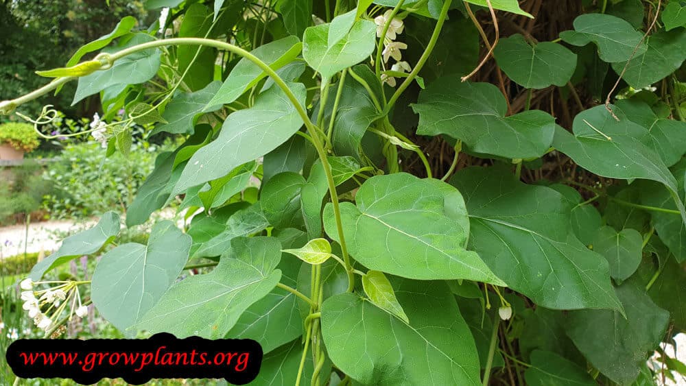 Dregea sinensis plant care