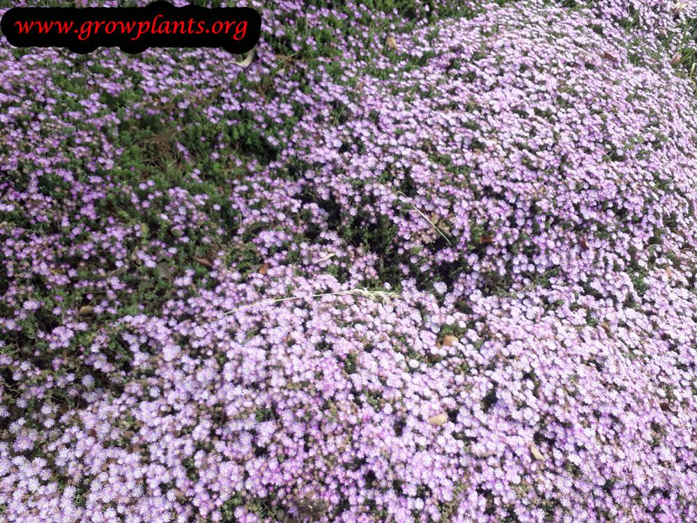 Drosanthemum floribundum flowers