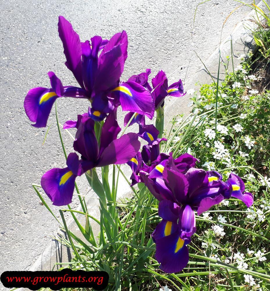 Dutch iris blooming season
