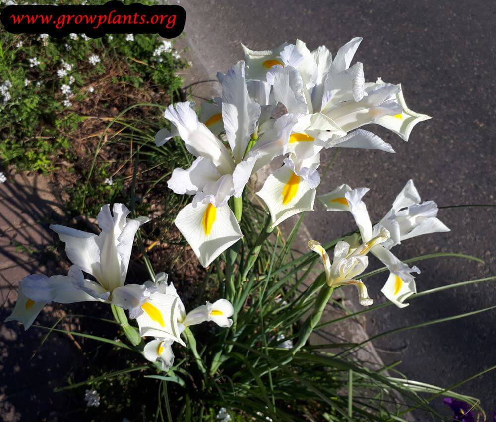Iris × hollandica white