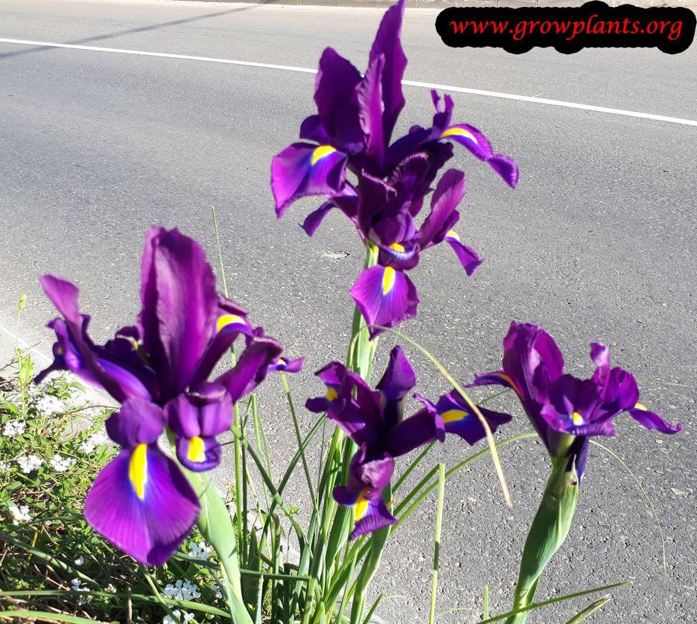 Iris × hollandica purple