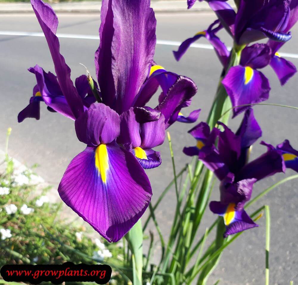 Iris × hollandica flowers