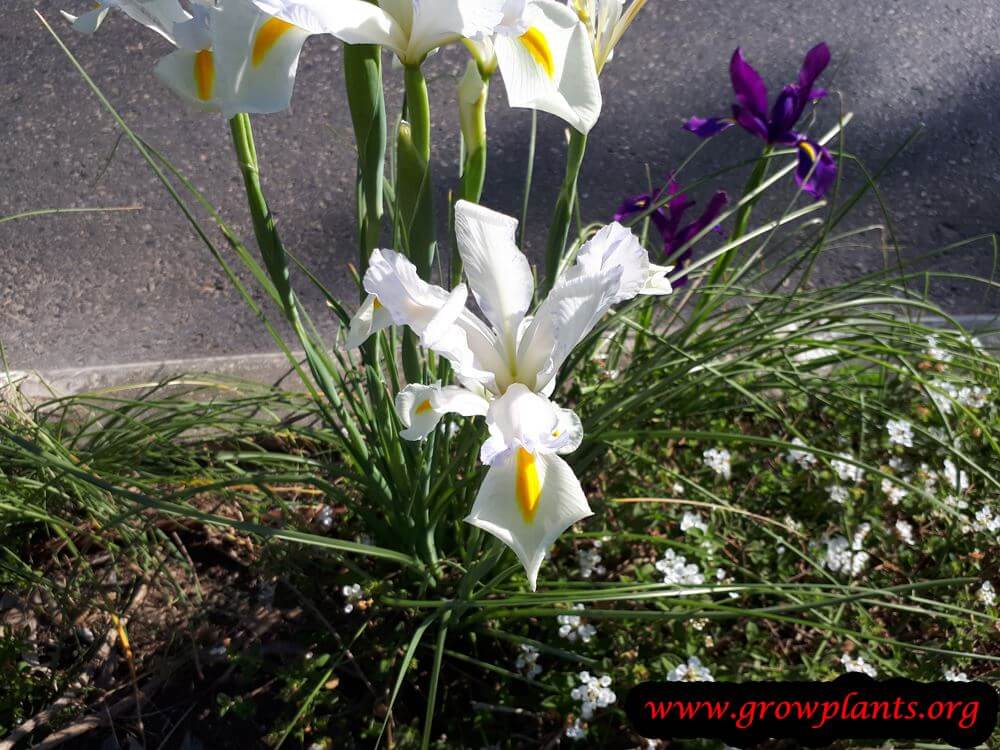 Dutch iris blooming