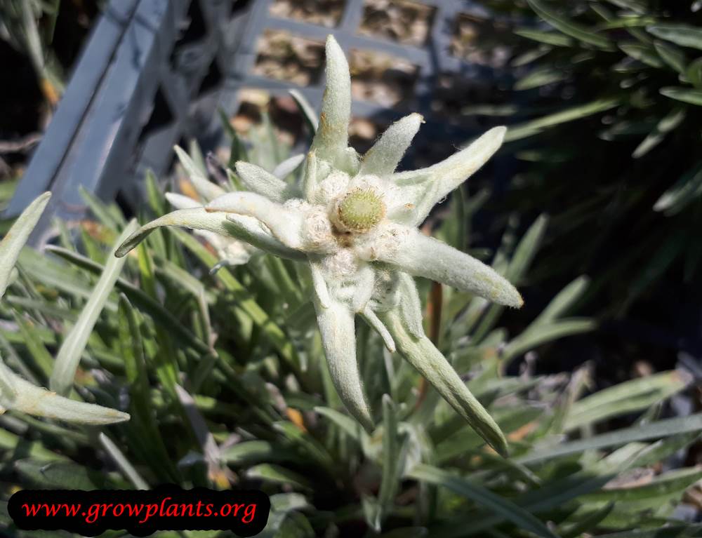 Edelweiss plant