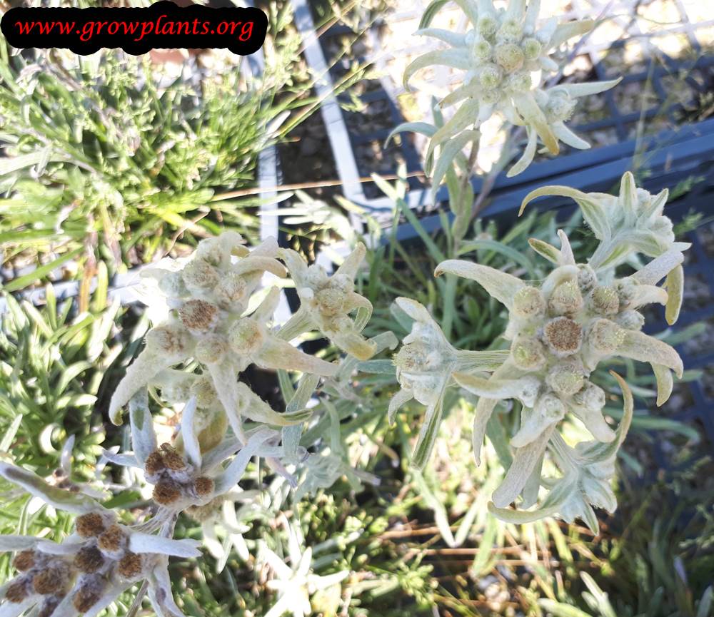 Edelweiss plant care