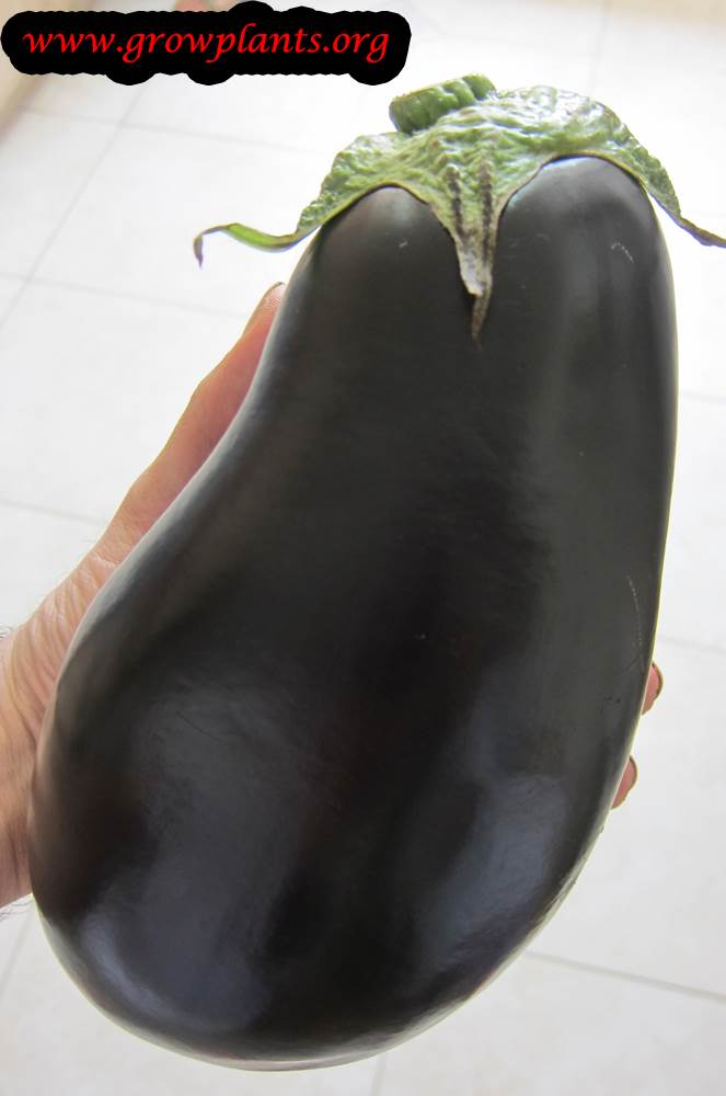 Eggplant plant harvesting season