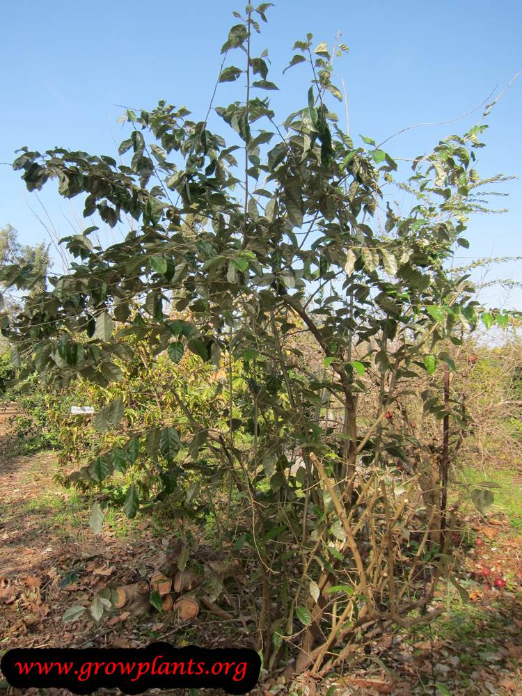 Elaeagnus latifolia