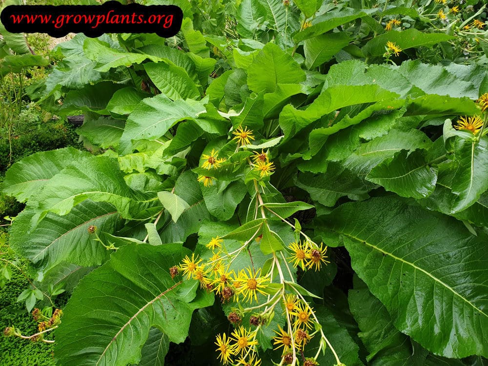Elecampane plant grow and care