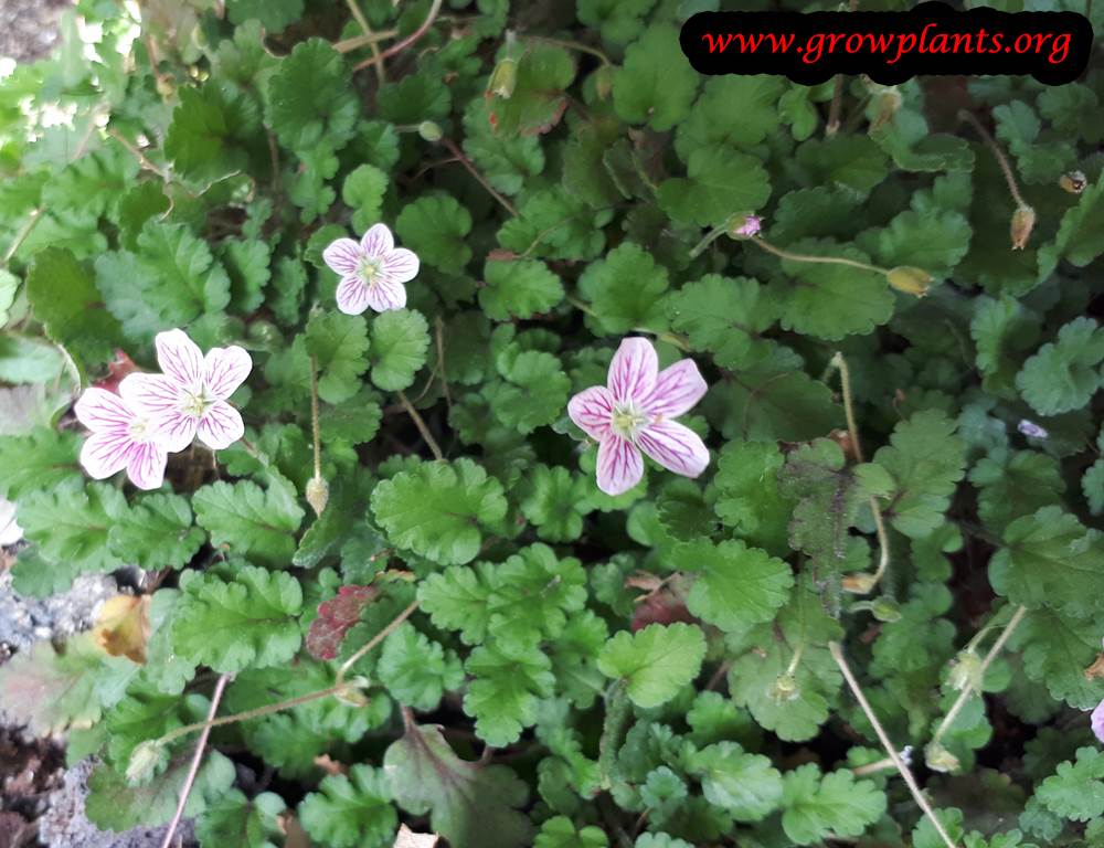 Erodium variabile flower