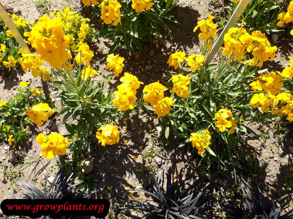 Erysimum cheiri plant flowers