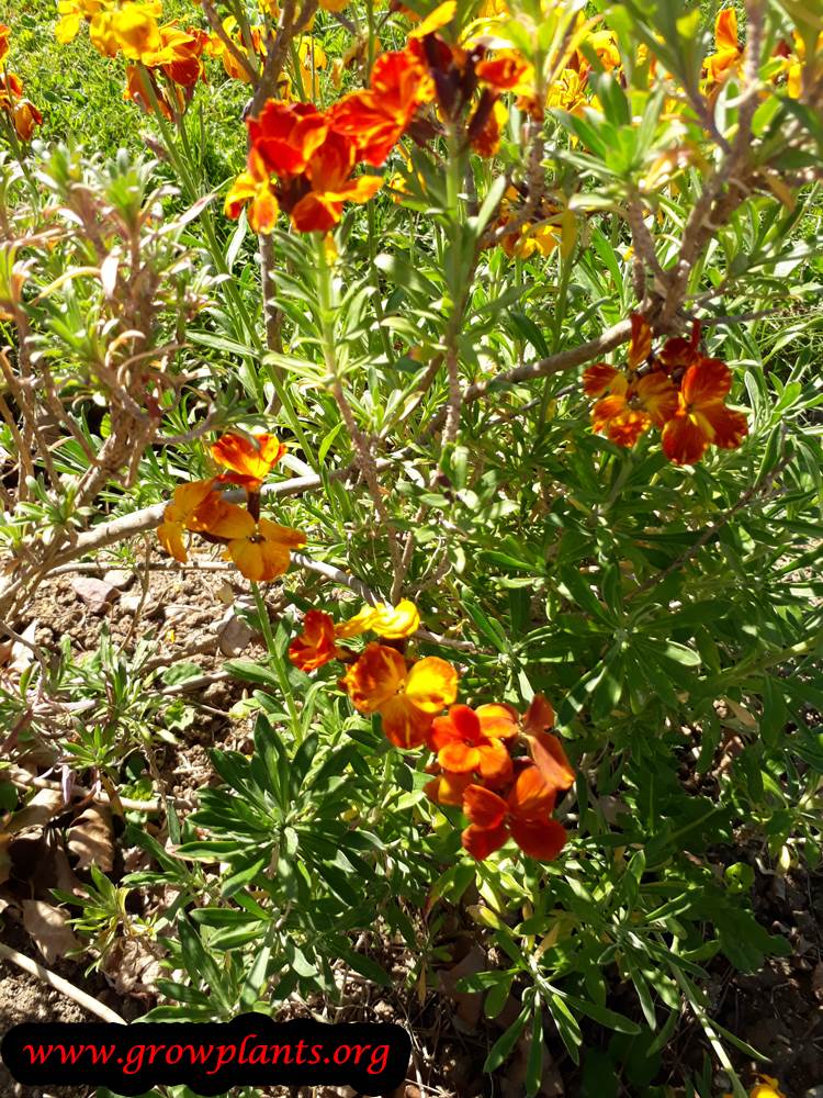 Erysimum cheiri plant orange flower