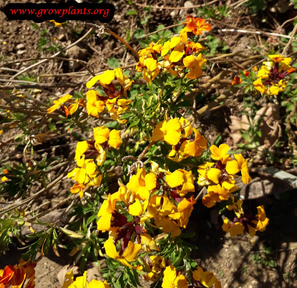 Erysimum cheiri plant yellow flower