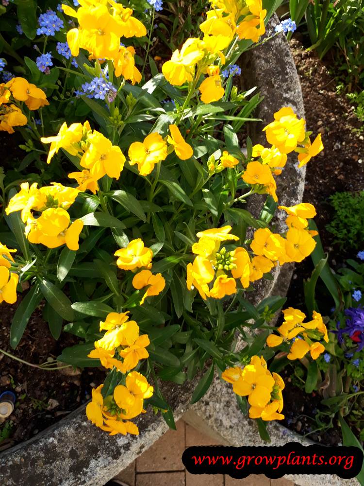 Erysimum cheiri yellow flowers