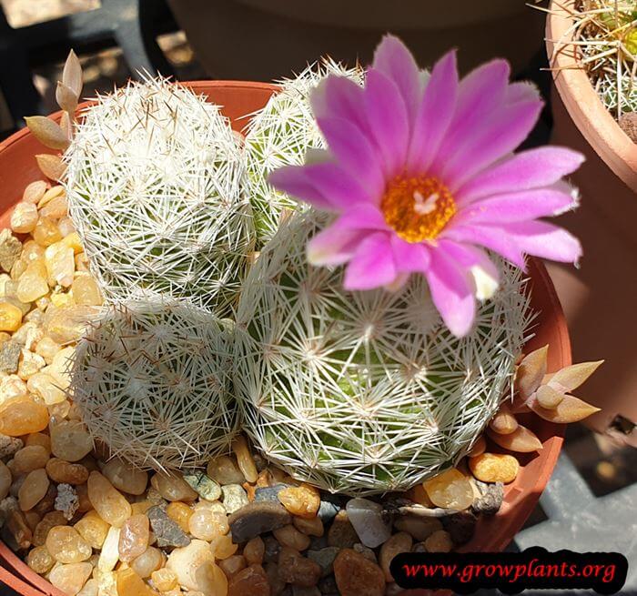 Escobaria chaffeyi cactus care