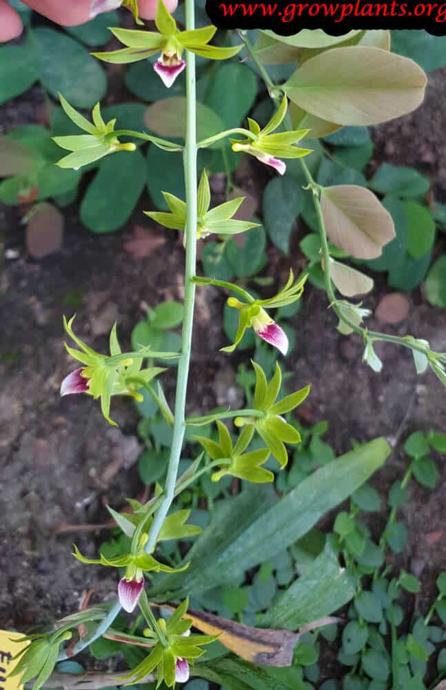 Eulophia euglossa plant care