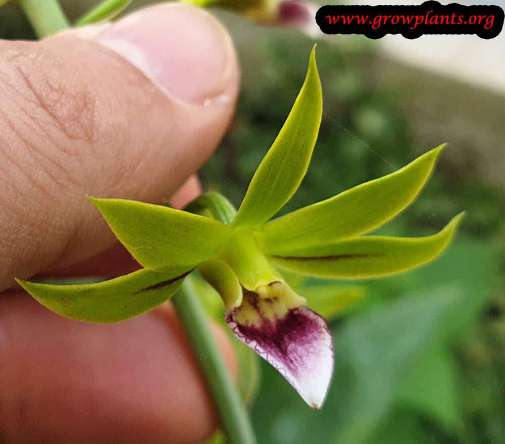Eulophia euglossa flower