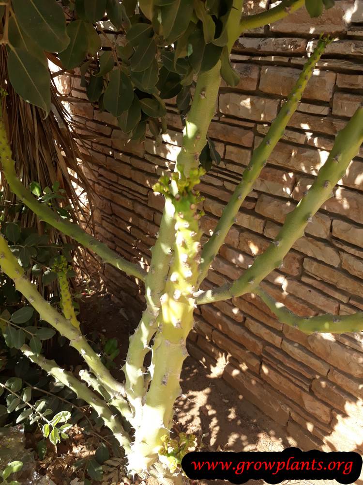 Growing Euphorbia caducifolia
