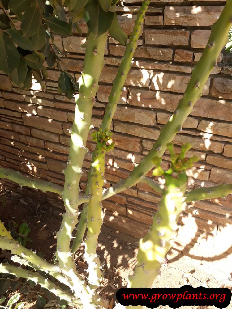 Euphorbia caducifolia succulent