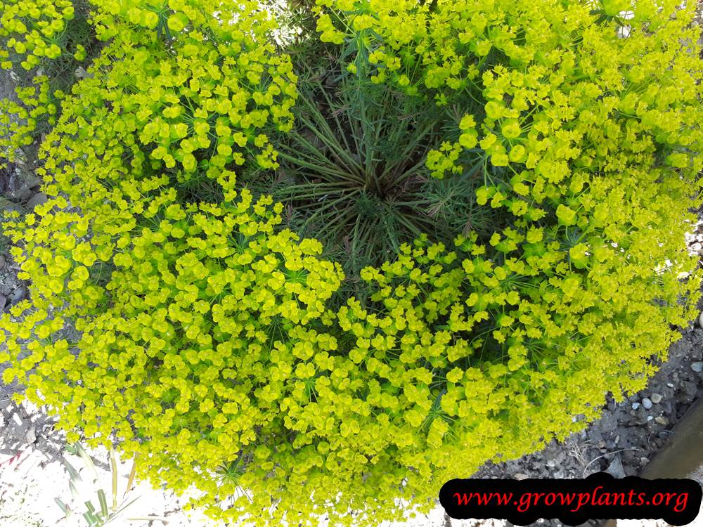 Euphorbia cyparissias plant care