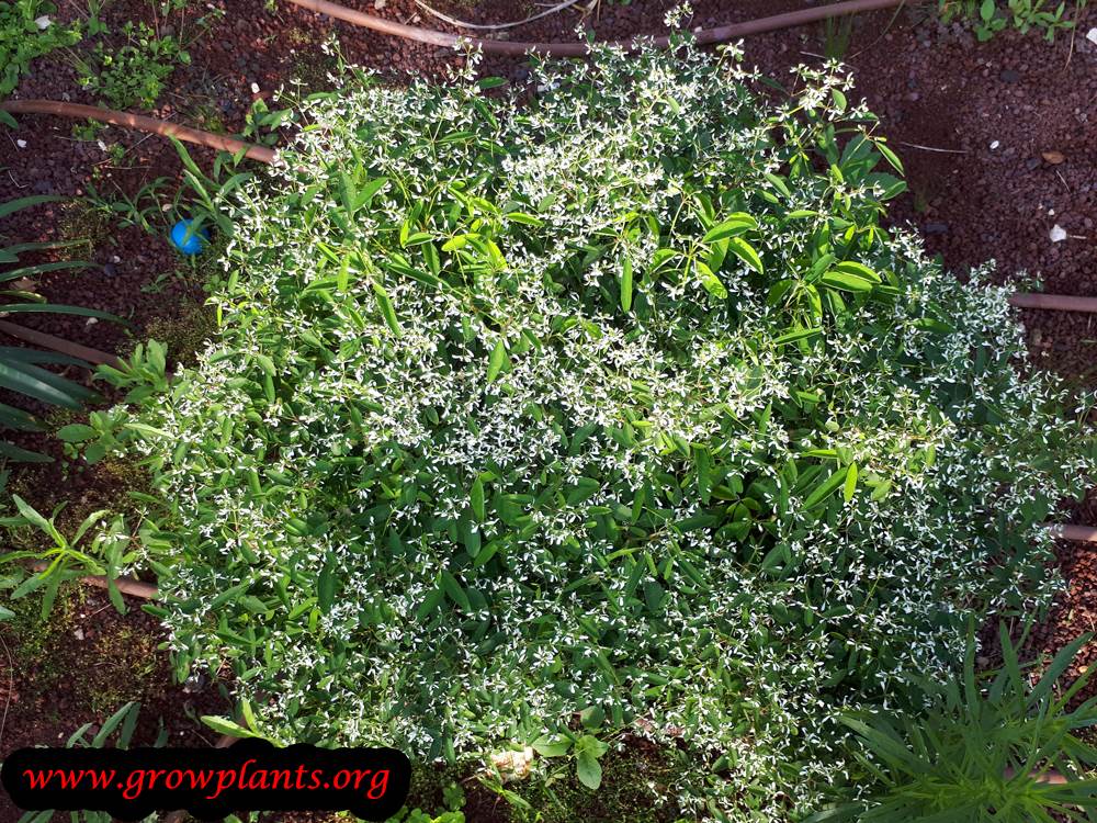 Euphorbia Diamond Frost