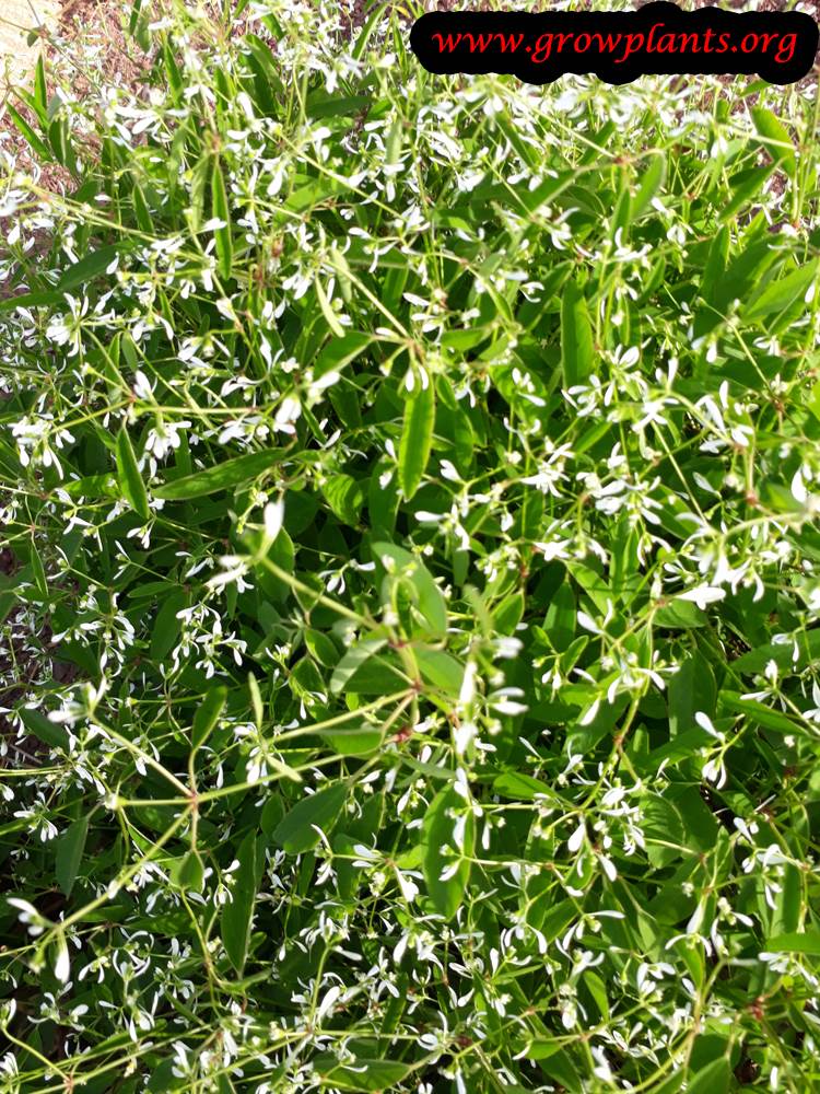 Euphorbia Diamond Frost plant care