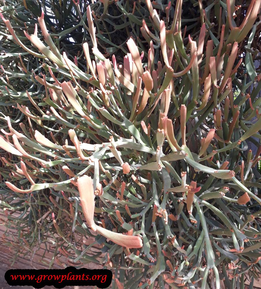 Euphorbia enterophora succulent