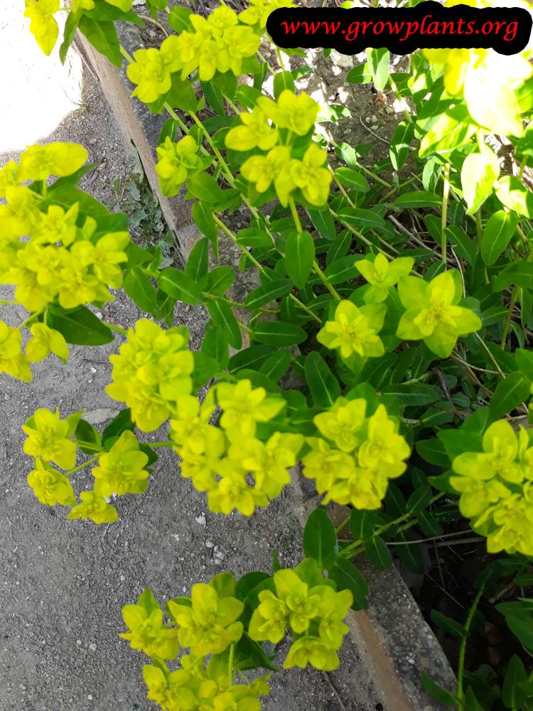 Euphorbia flavicoma plant care