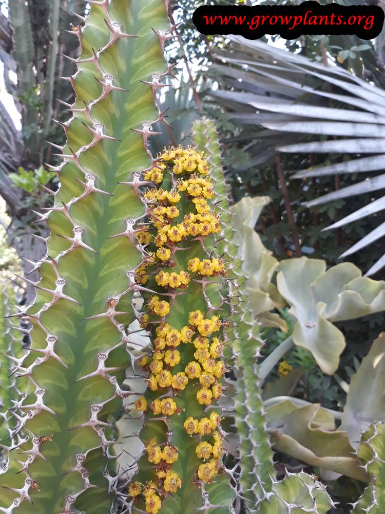 Euphorbia grandicornis flowers