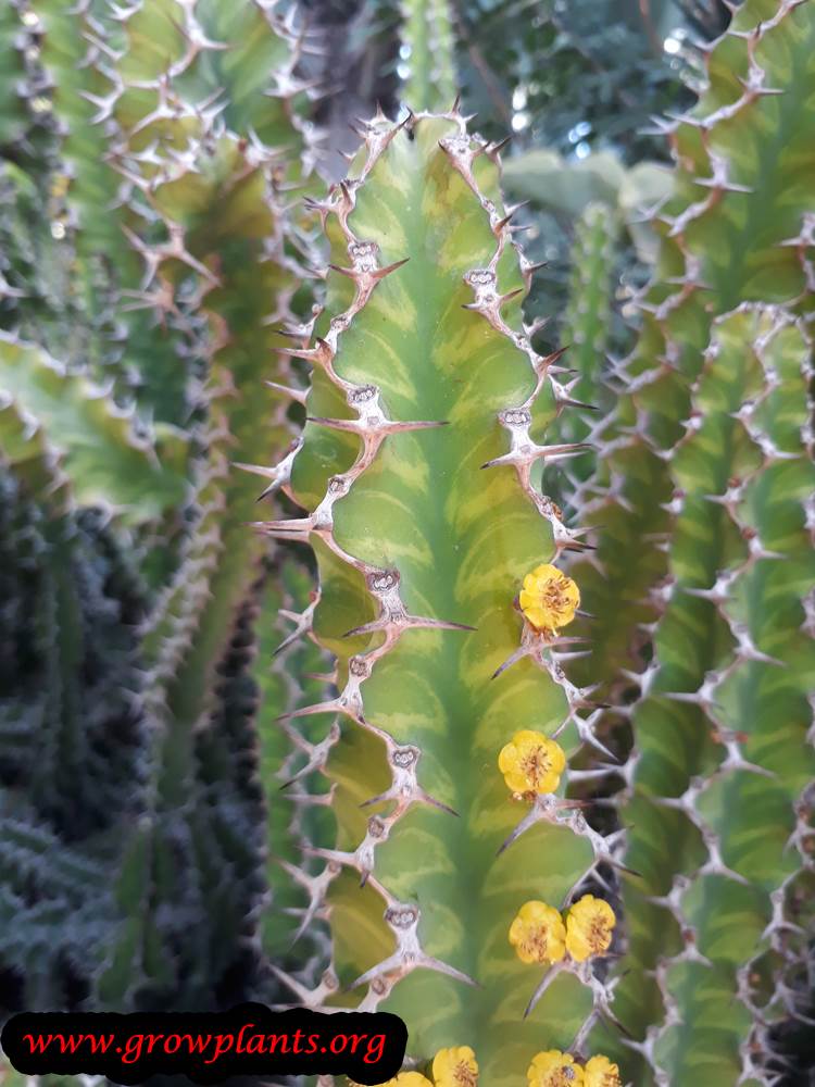Euphorbia grandicornis grow and care